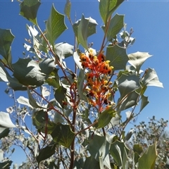 Grevillea wickhamii at Telfer, WA - 30 Aug 2024 12:19 PM