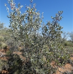 Grevillea wickhamii at Telfer, WA - 30 Aug 2024 12:19 PM