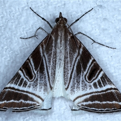 Phrataria replicataria (Pale Phrataria) at Bulli, NSW - 5 Oct 2024 by jb2602