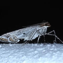 Phrataria replicataria at Bulli, NSW - 5 Oct 2024 10:49 PM