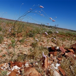 Unidentified at suppressed - 30 Aug 2024