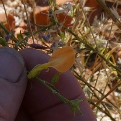 Unidentified Other Shrub at Telfer, WA - 30 Aug 2024 by Paul4K