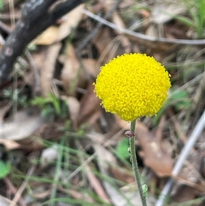 Craspedia variabilis at Gurrundah, NSW - suppressed