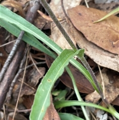 Craspedia variabilis at Gurrundah, NSW - suppressed