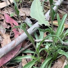 Craspedia variabilis at Gurrundah, NSW - suppressed