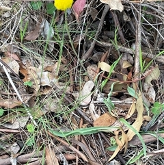 Craspedia variabilis at Gurrundah, NSW - suppressed