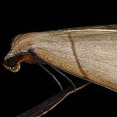 Systatica xanthastis at Bulli, NSW - 6 Oct 2024