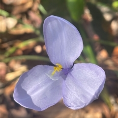 Patersonia sericea at Ulladulla, NSW - 5 Oct 2024 by Clarel