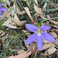 Scaevola ramosissima (Hairy Fan-flower) at Ulladulla, NSW - 5 Oct 2024 by Clarel