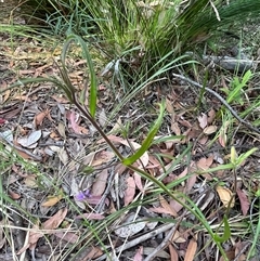 Scaevola ramosissima at Ulladulla, NSW - 6 Oct 2024 08:37 AM