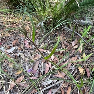 Scaevola ramosissima at Ulladulla, NSW - 6 Oct 2024