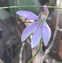 Caladenia fuscata at Ulladulla, NSW - 5 Oct 2024 by Clarel