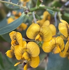 Daviesia corymbosa at Ulladulla, NSW - 5 Oct 2024 by Clarel