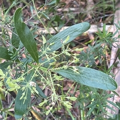 Daviesia corymbosa at Ulladulla, NSW - 6 Oct 2024