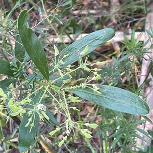 Daviesia corymbosa at Ulladulla, NSW - 6 Oct 2024