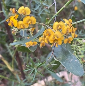 Daviesia corymbosa at Ulladulla, NSW - 6 Oct 2024