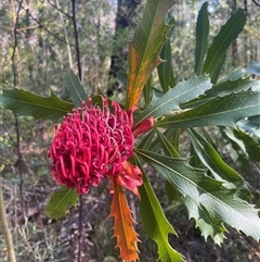 Telopea speciosissima (NSW Waratah) at Ulladulla, NSW - 5 Oct 2024 by Clarel