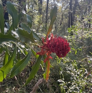 Telopea speciosissima at Ulladulla, NSW - suppressed