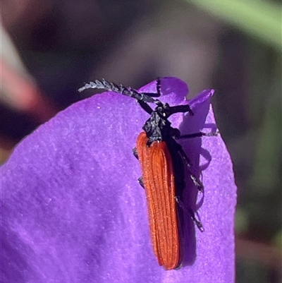 Porrostoma rhipidium (Long-nosed Lycid (Net-winged) beetle) at Ulladulla, NSW - 5 Oct 2024 by Clarel