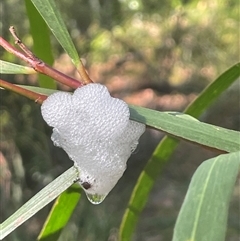 Aphrophorinae (subfamily) (Unidentified spittlebug) at Ulladulla, NSW - 6 Oct 2024 by Clarel