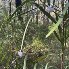 Aphrophorinae (subfamily) at Ulladulla, NSW - 6 Oct 2024 09:20 AM