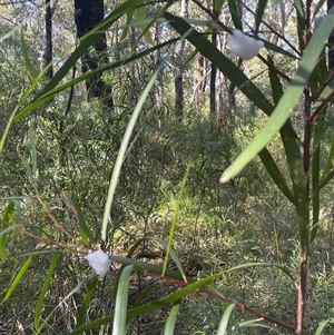 Aphrophorinae (subfamily) at Ulladulla, NSW - 6 Oct 2024 09:20 AM