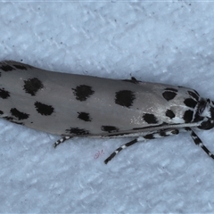 Ethmia sphaerosticha (A Gelechioid moth (Ethmiidae)) at Bulli, NSW - 5 Oct 2024 by jb2602