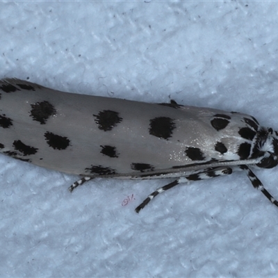 Ethmia sphaerosticha (A Gelechioid moth (Ethmiidae)) at Bulli, NSW - 5 Oct 2024 by jb2602