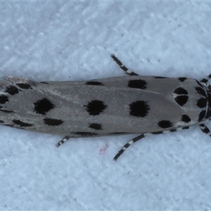 Ethmia sphaerosticha at Bulli, NSW - 5 Oct 2024