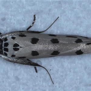 Ethmia sphaerosticha at Bulli, NSW - 4 Oct 2024 11:58 PM