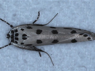 Ethmia sphaerosticha (A Gelechioid moth (Ethmiidae)) at Bulli, NSW - 4 Oct 2024 by jb2602