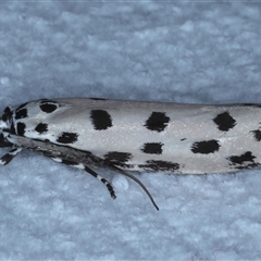 Ethmia sphaerosticha at Bulli, NSW - 4 Oct 2024 11:58 PM