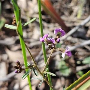 Glycine clandestina at Hawker, ACT - 5 Oct 2024