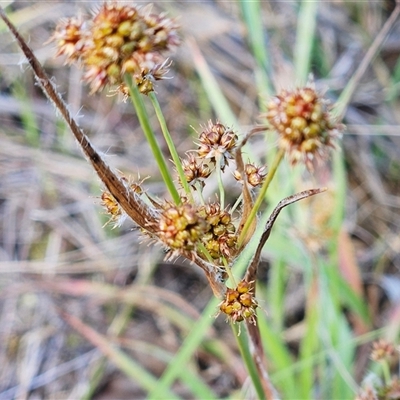 Luzula densiflora (Dense Wood-rush) at Hawker, ACT - 5 Oct 2024 by sangio7