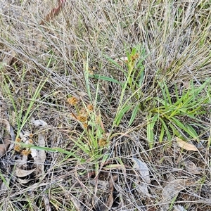 Luzula densiflora at Hawker, ACT - 5 Oct 2024 02:57 PM