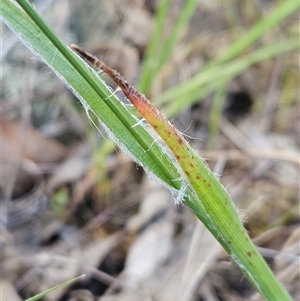 Luzula densiflora at Hawker, ACT - 5 Oct 2024 02:57 PM