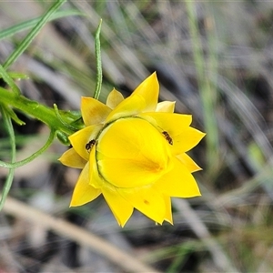 Xerochrysum viscosum at Hawker, ACT - 5 Oct 2024 03:00 PM