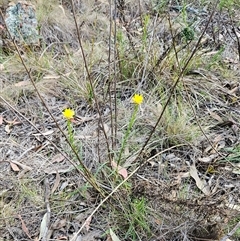 Xerochrysum viscosum at Hawker, ACT - 5 Oct 2024 03:00 PM