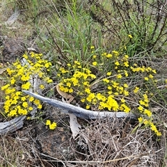 Hibbertia calycina (Lesser Guinea-flower) at Hawker, ACT - 5 Oct 2024 by sangio7