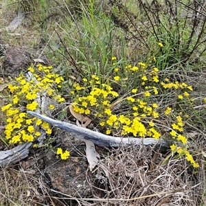 Hibbertia calycina at Hawker, ACT - 5 Oct 2024 03:03 PM