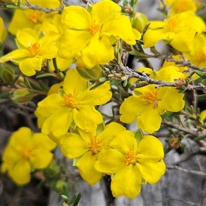 Hibbertia calycina at Hawker, ACT - 5 Oct 2024 03:03 PM