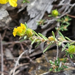 Hibbertia calycina at Hawker, ACT - 5 Oct 2024 03:03 PM