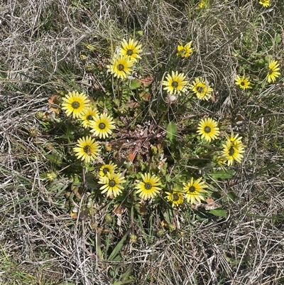 Arctotheca calendula (Capeweed, Cape Dandelion) at Breadalbane, NSW - 5 Oct 2024 by JaneR