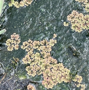 Azolla rubra at Breadalbane, NSW - 5 Oct 2024