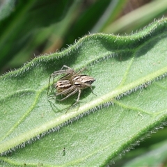 Oxyopes (genus) (Lynx spider) at Lyons, ACT - 6 Oct 2024 by ran452