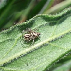 Oxyopes sp. (genus) (Lynx spider) at Lyons, ACT - 6 Oct 2024 by ran452