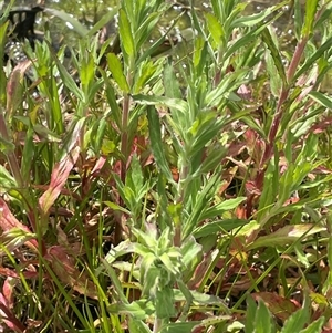 Epilobium ciliatum at Breadalbane, NSW - 5 Oct 2024