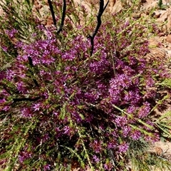 Unidentified Other Shrub at Telfer, WA - 30 Aug 2024 by Paul4K