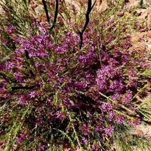 Unidentified Other Shrub at Telfer, WA by Paul4K