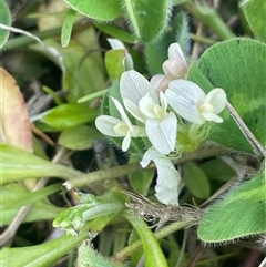 Trifolium subterraneum (Subterranean Clover) at Breadalbane, NSW - 5 Oct 2024 by JaneR